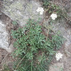 Achillea erba-rotta