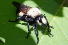Laphria grossa