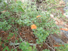 Clinopodium mexicanum