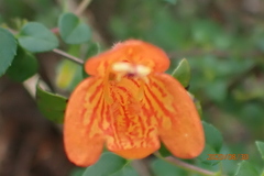 Clinopodium mexicanum