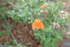 Clinopodium mexicanum