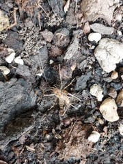 Tachycines asynamorus