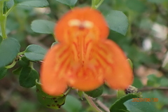 Clinopodium mexicanum