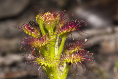 Drosera stolonifera