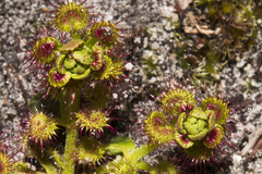 Drosera stolonifera