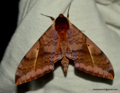 Clanidopsis exusta