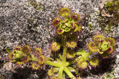 Drosera stolonifera