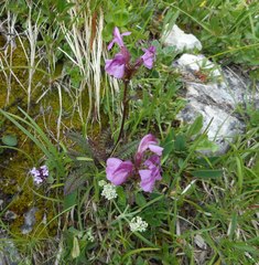 Pedicularis rostratocapitata