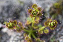 Drosera stolonifera