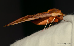 Clanidopsis exusta