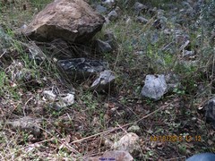 Lavandula pedunculata