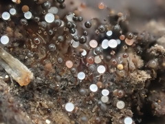 Clastoderma debaryanum