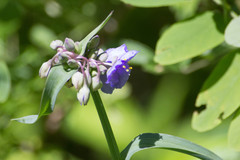 Tradescantia