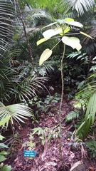 Dendrocnide moroides