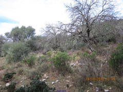 Lavandula pedunculata