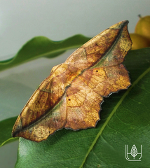 Polyacme dissimilis