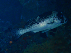 Plectorhinchus pica