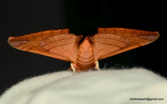 Clanidopsis exusta