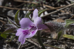 Hemiandra pungens