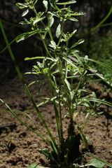 Gnaphalium pilulare
