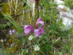 Pedicularis rostratocapitata