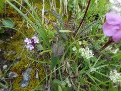 Pedicularis rostratocapitata
