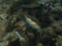 Canthigaster bennetti