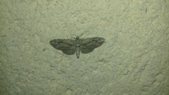 Eupithecia phoeniceata