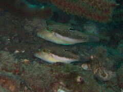 Canthigaster bennetti