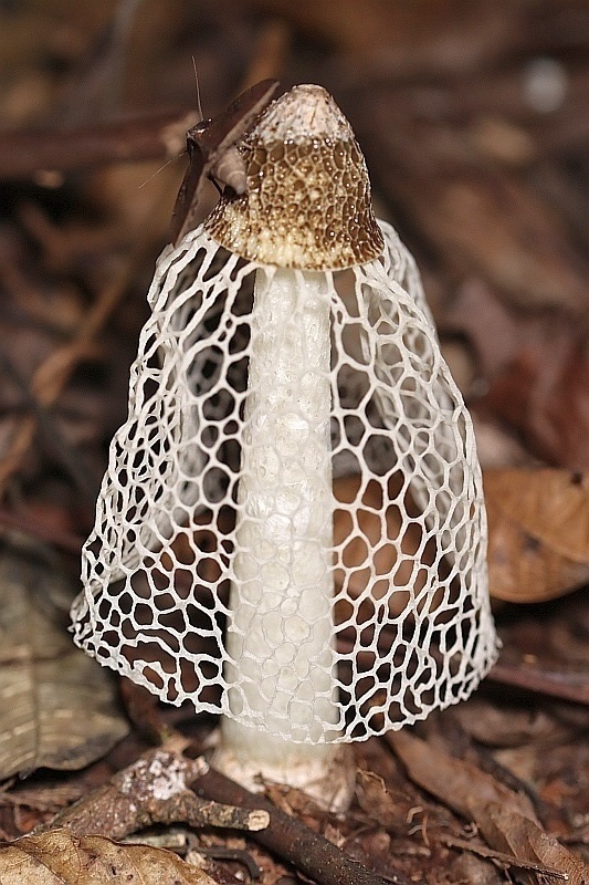 Phallus indusiatus · September 2019 · photo: © dieterschulten (iNaturalist, cc-by)