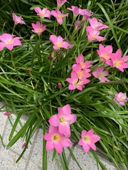 Zephyranthes carinata