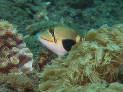 Blackbelly Triggerfish photo 5
