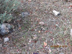 Lavandula pedunculata