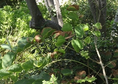 Bauhinia × blakeana