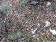 Lavandula pedunculata