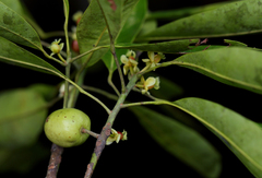 Uapaca heudelotii