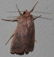 Proteuxoa porphyrescens
