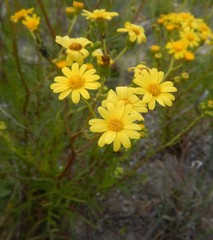 Senecio spanomerus