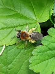 Andrena haemorrhoa
