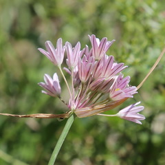 Allium kunthianum