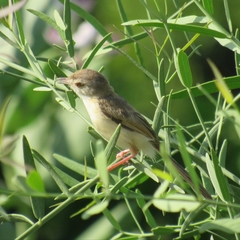 Prinia buchanani