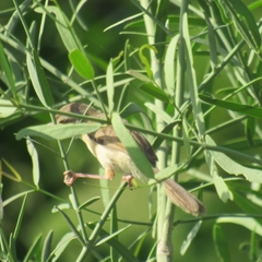 Prinia buchanani