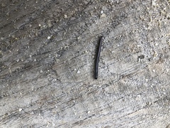 Ommatoiulus sabulosus aimatopodus