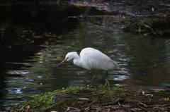 Egretta thula