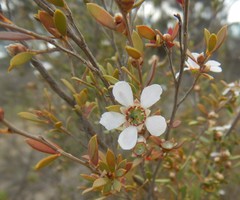 Leptospermum coriaceum