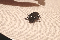 Nicrophorus germanicus