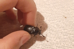 Nicrophorus germanicus
