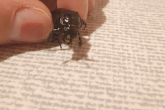 Nicrophorus germanicus