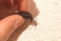 Nicrophorus germanicus