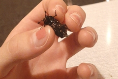 Nicrophorus germanicus